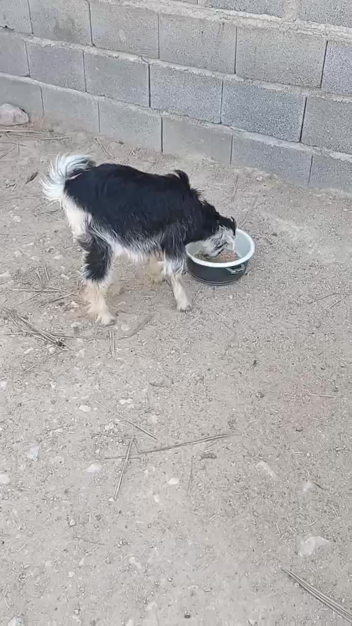 بزغاله خلج - گراش|حیوانات مزرعه|گراش, |دیوار