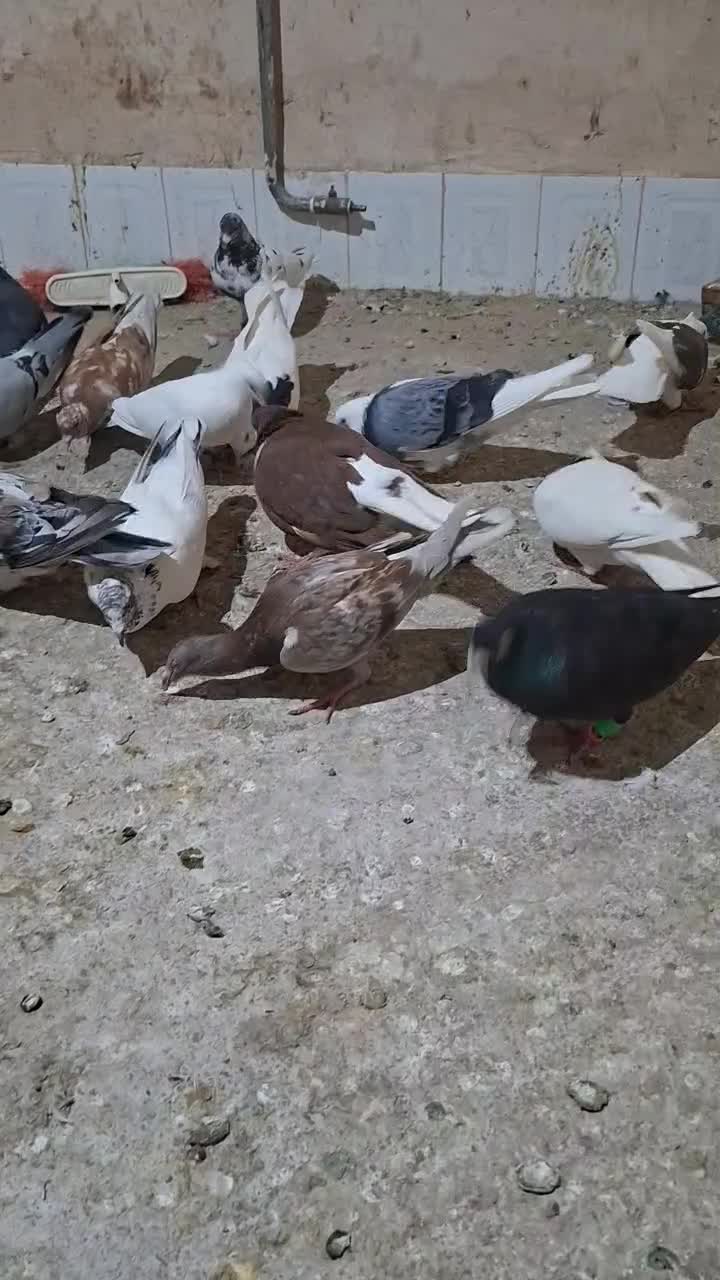 کفتر|پرنده|مشهد, عامل|دیوار