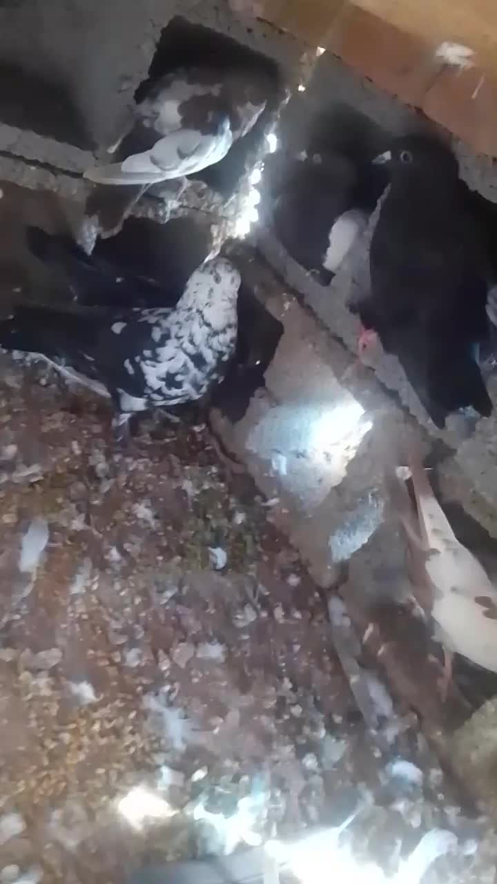 8عدد کفتر|پرنده|زرند, |دیوار