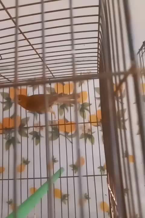 ماده قناری آماده راه براه|پرنده|مرودشت, مختارآباد|دیوار