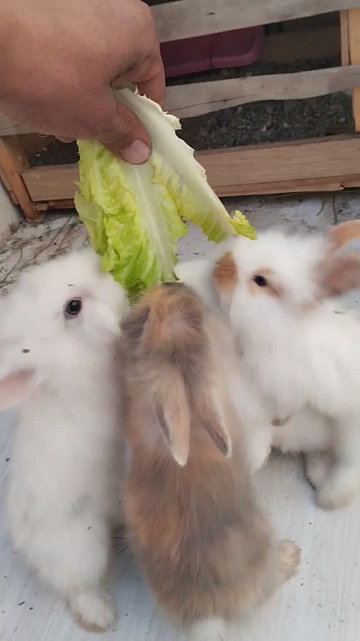 چارتا بچه خرگوش لپ خوشگل|موش و خرگوش|سبزوار, امام خمینی (ناوی)|دیوار