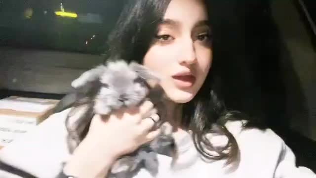 خرگوش مینی لوپ ترکیش uniq|موش و خرگوش|تبریز, |دیوار