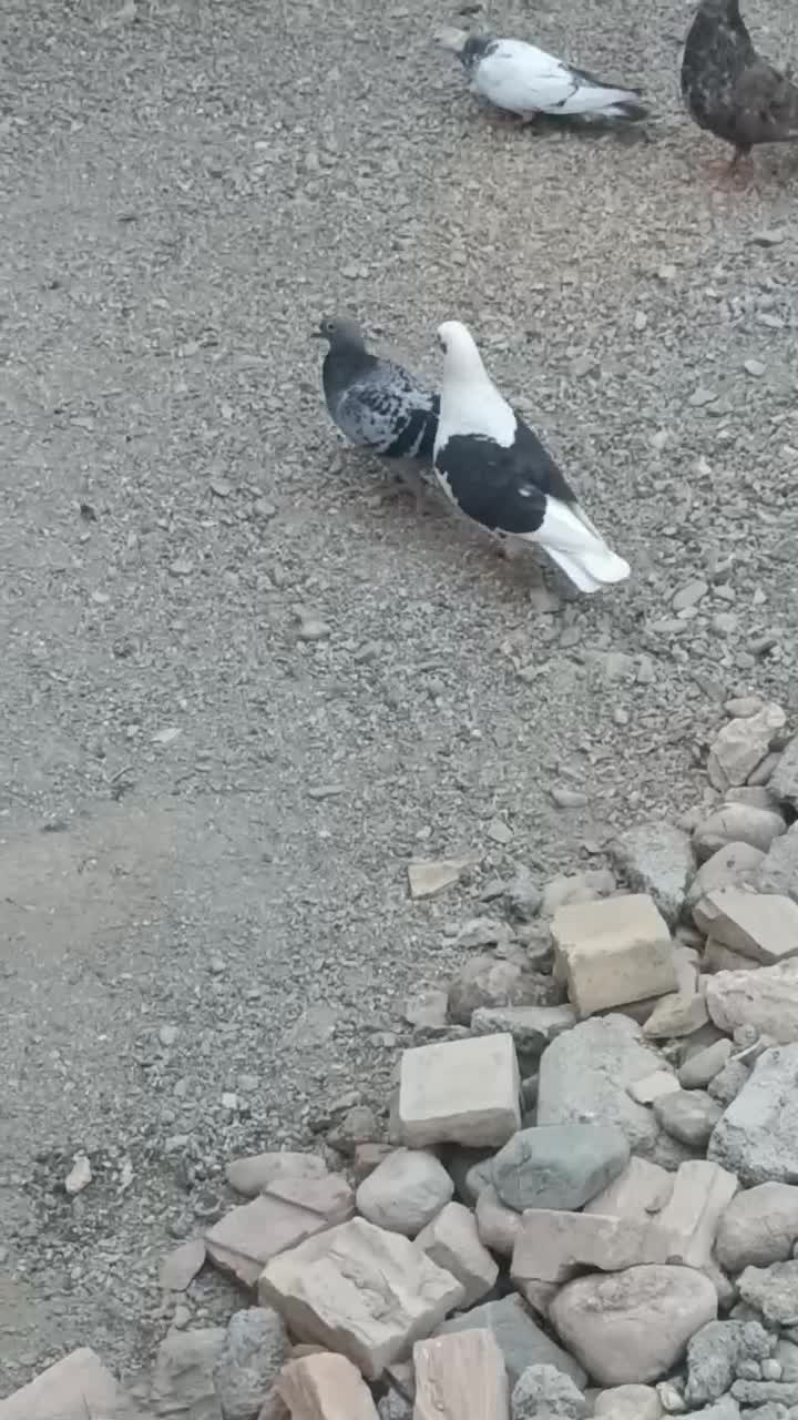 کبوتر گمشده|پرنده|ایرانشهر, |دیوار