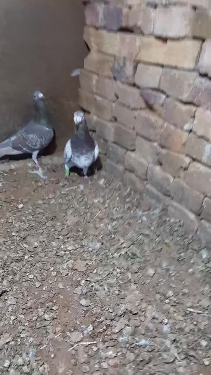 کبوتر هفرنگ|پرنده|الوند, |دیوار