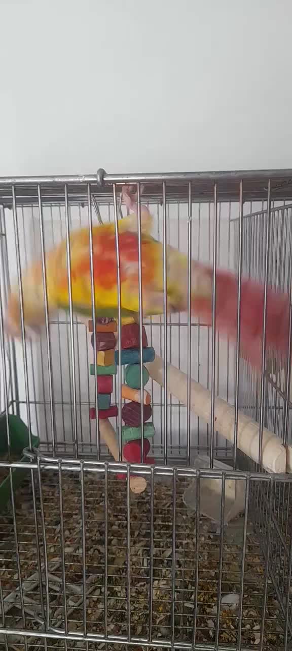 ماده گرینچیک|پرنده|آبادان, |دیوار