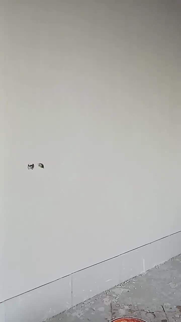 گچکاری‌لکه‌کاری‌خورده‌کاری|خدمات پیشه و مهارت|بیرجند, |دیوار