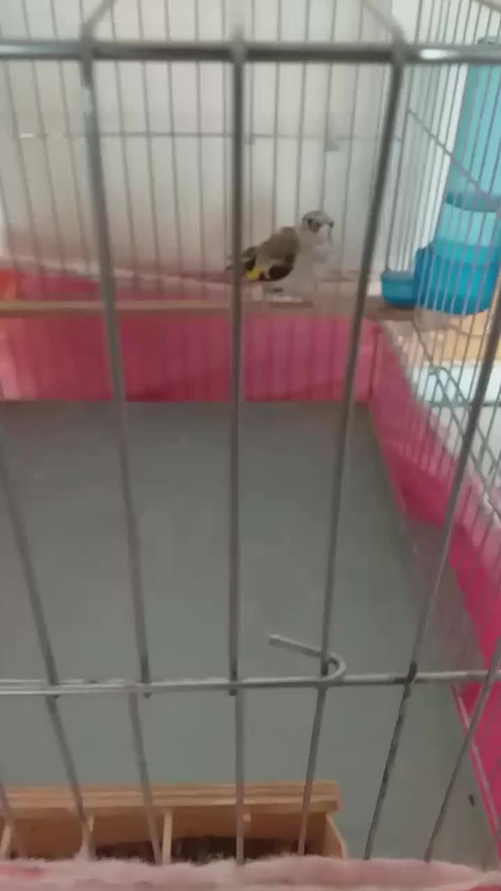 سهره کشیده (متولدقفس )|پرنده|کرمانشاه, |دیوار