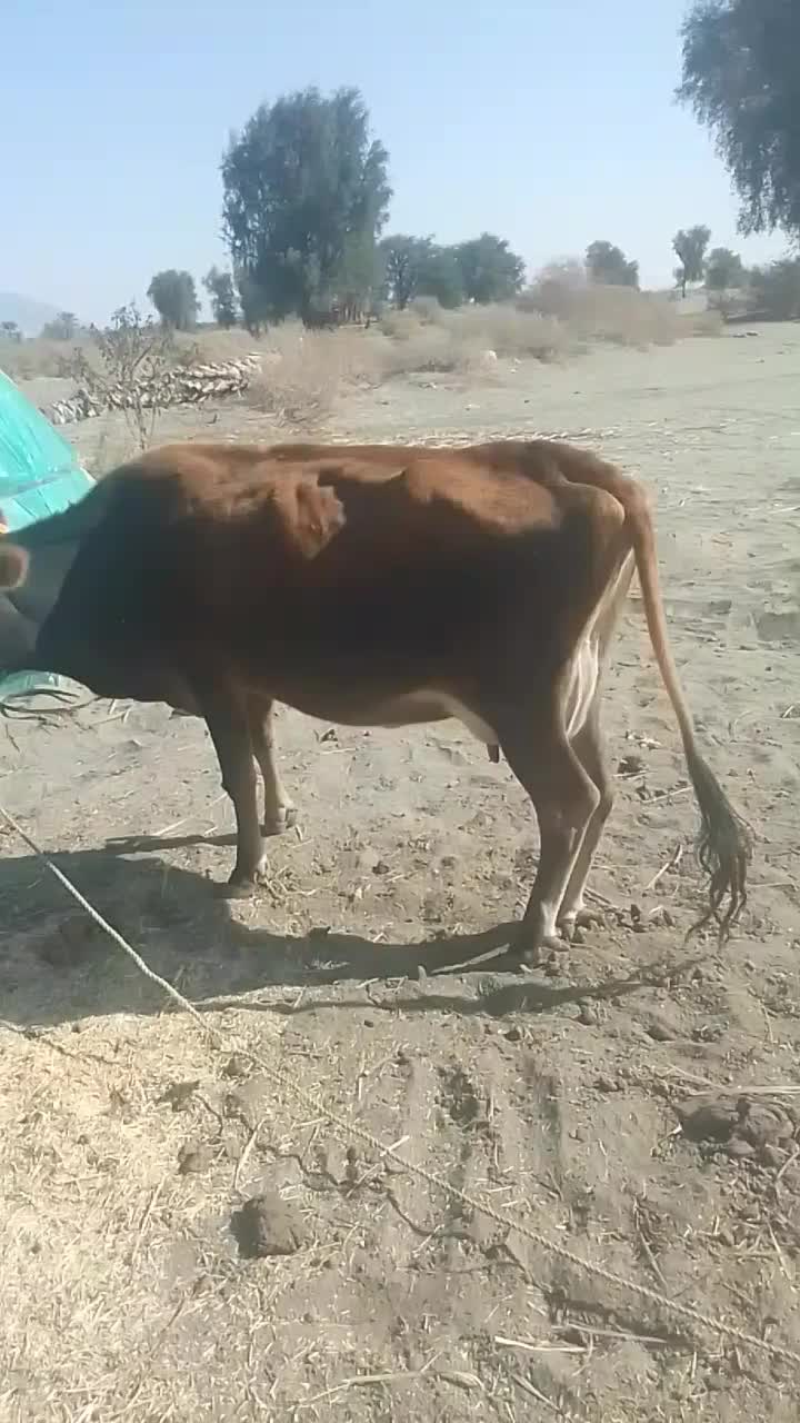 گاو گوساله.|حیوانات مزرعه|چاه مرید, |دیوار