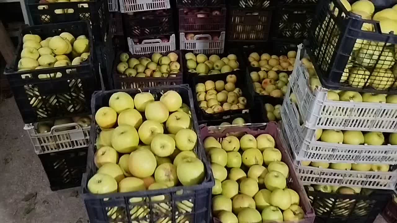 سیب سفید و قرمز|خوردنی و آشامیدنی|هریس, |دیوار