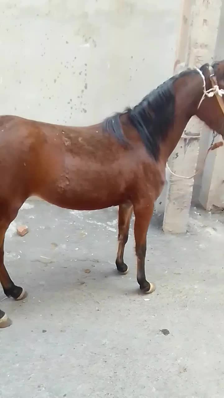 فروش اسب ترکمن|اسب و تجهیزات اسبسواری|باسمنج, |دیوار