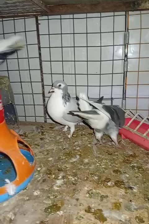 کبوتر|پرنده|کلاله, |دیوار