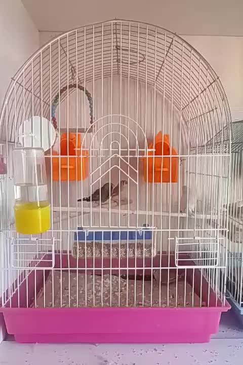 فنچ|پرنده|قزوین, |دیوار