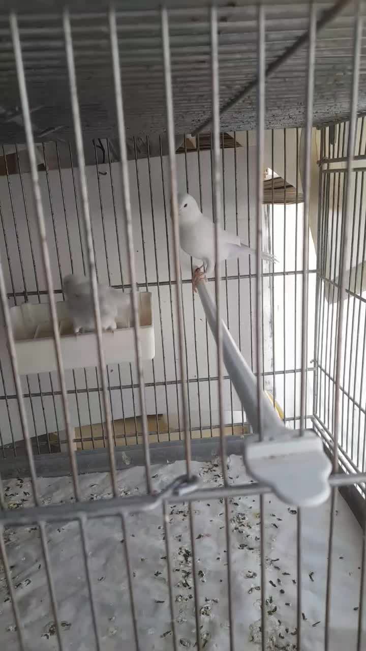 قناری نروماده وایت|پرنده|شاهینشهر, نبوت|دیوار