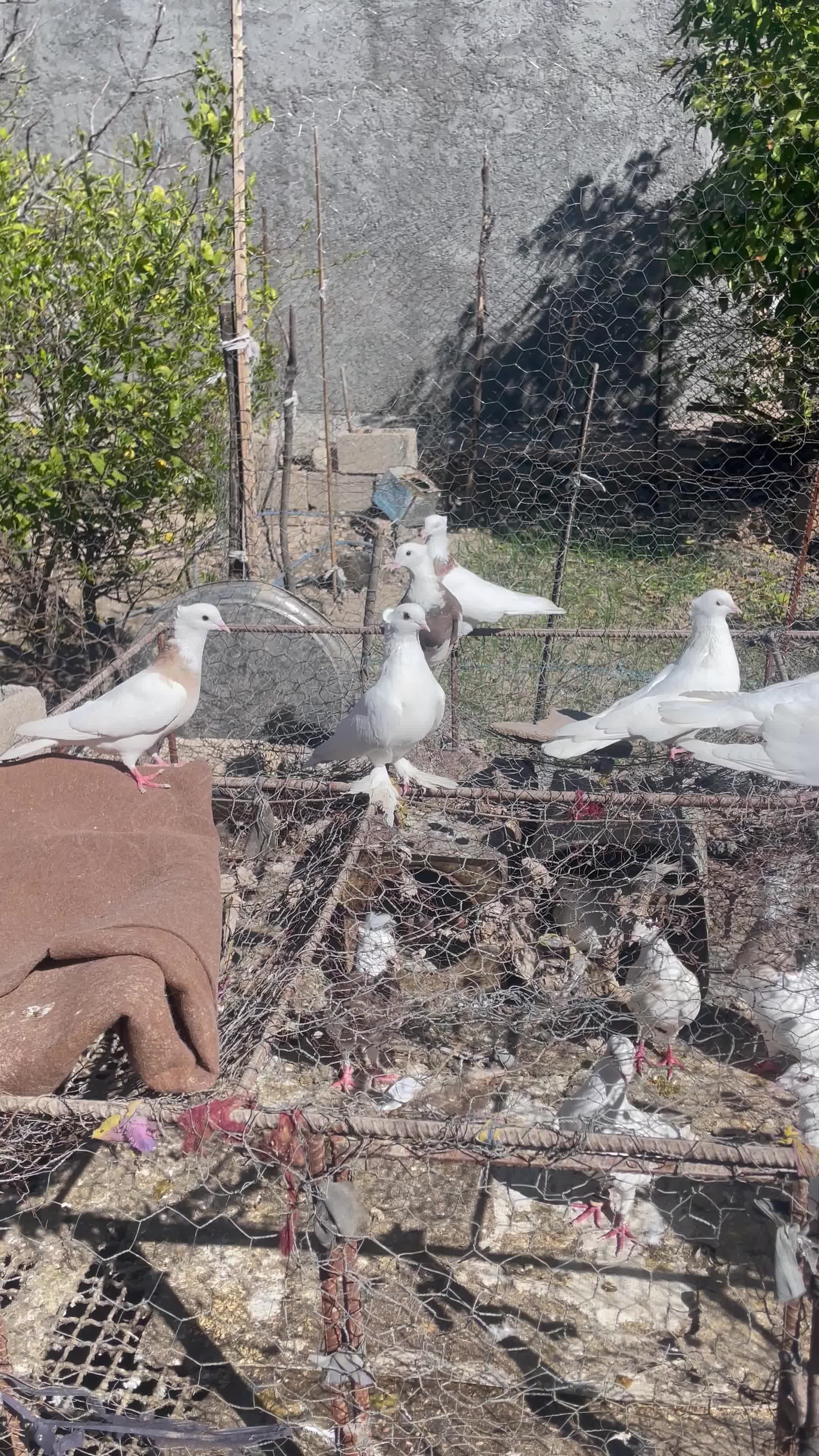 کبوتر|پرنده|دهدشت, |دیوار