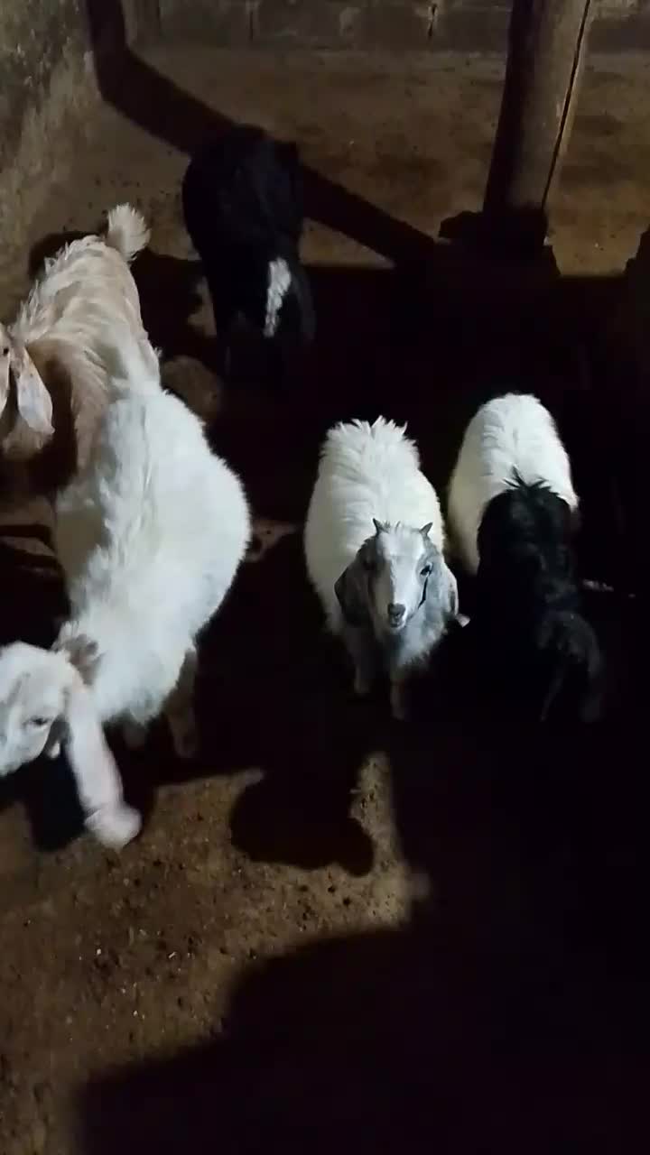 فروش بزغاله دو تا نر و سه تا ماده|حیوانات مزرعه|بجنورد, |دیوار