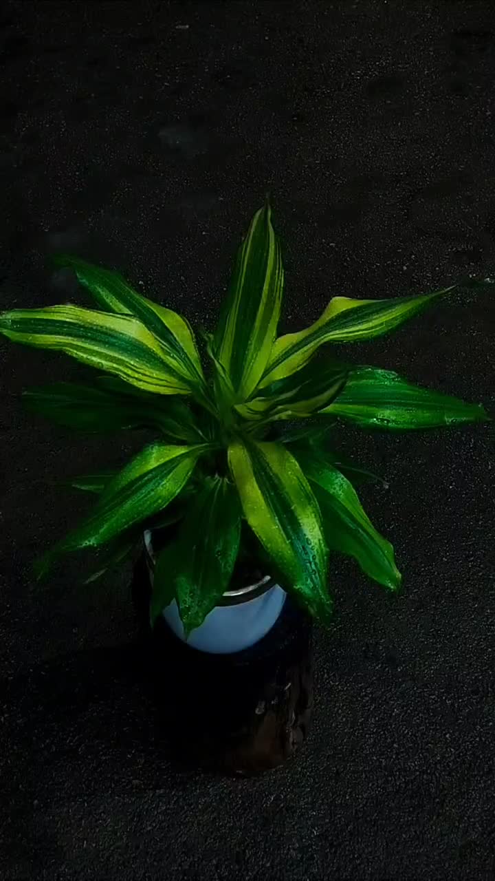 دراسینا بلالی بومی آفریقا|گل و گیاه طبیعی|نیشابور, شهرک قدس|دیوار