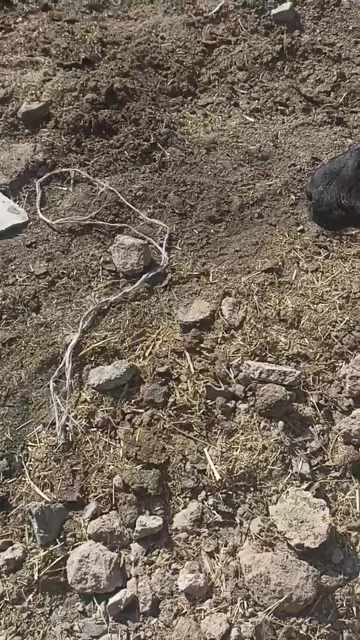 گوساله 1ماهه|حیوانات مزرعه|میان ولایت, |دیوار