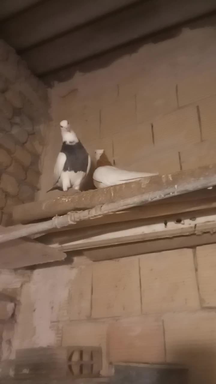 طوقی فروش فوری|پرنده|مشهد, شهید قربانی|دیوار