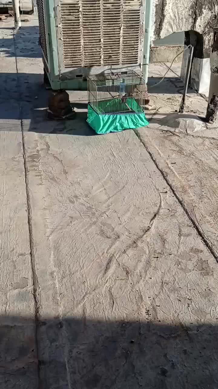 دوتاسیره جوجه قفس عطیقه|پرنده|کرمانشاه, |دیوار