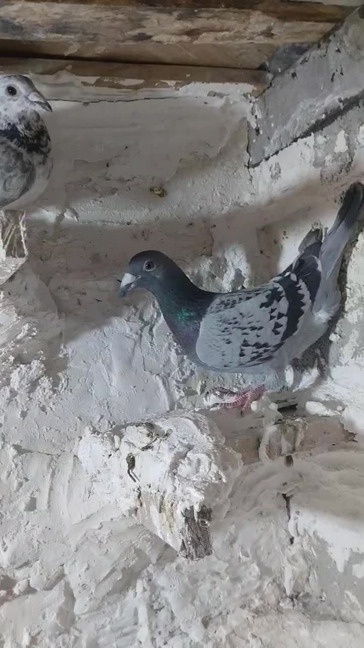 لباس|حراج|قوچان, |دیوار
