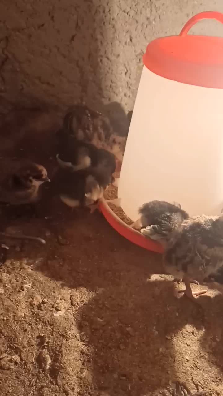 جوجه بوقلمون 1ماهه نژادبرنز آمریکایی|حیوانات مزرعه|کرمان, |دیوار