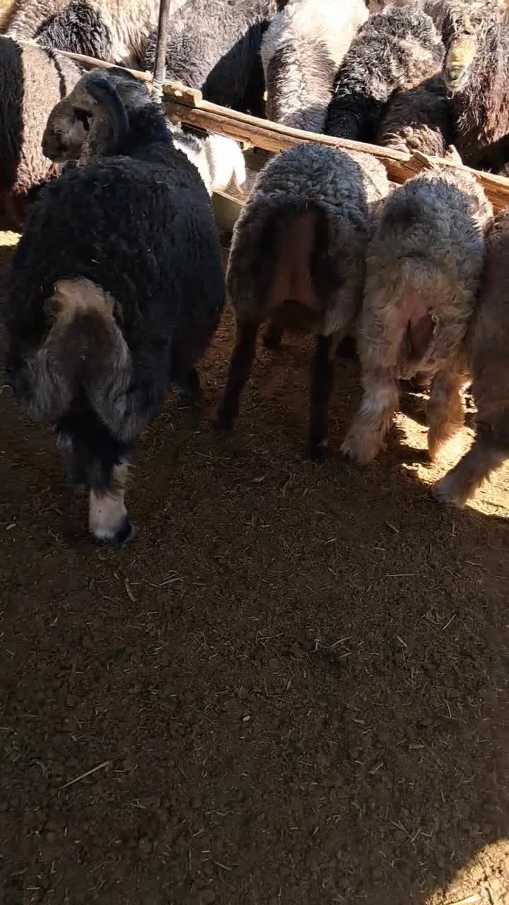 بره کشتاری چاق|حیوانات مزرعه|اقلید, |دیوار