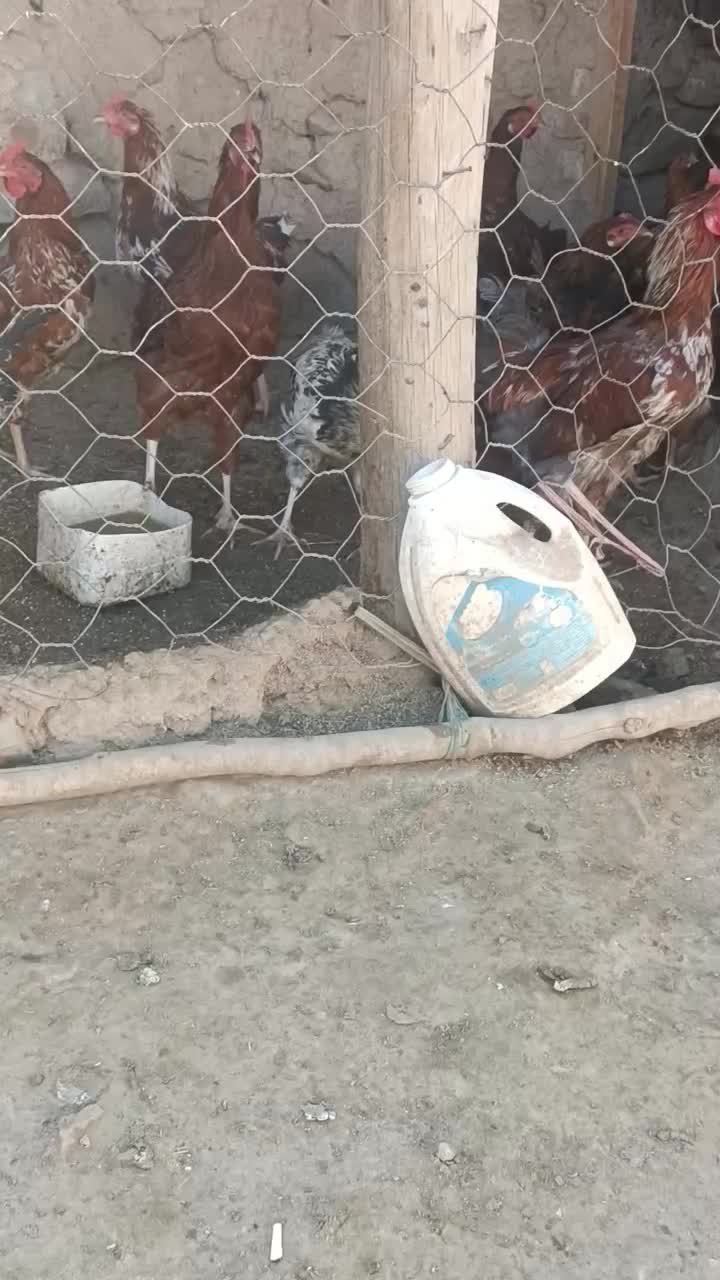 ده عدد خروس|حیوانات مزرعه|طاغنکوه, |دیوار