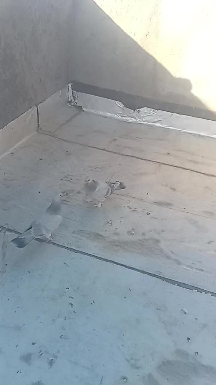 یک جفت جوجه سبز ویک جفت کبوترصده ای|پرنده|شهرضا, |دیوار