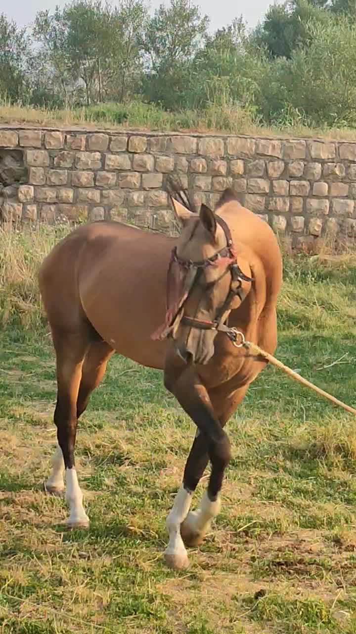 اسب ترکمن آخال|اسب و تجهیزات اسب‌سواری|زنجان, |دیوار
