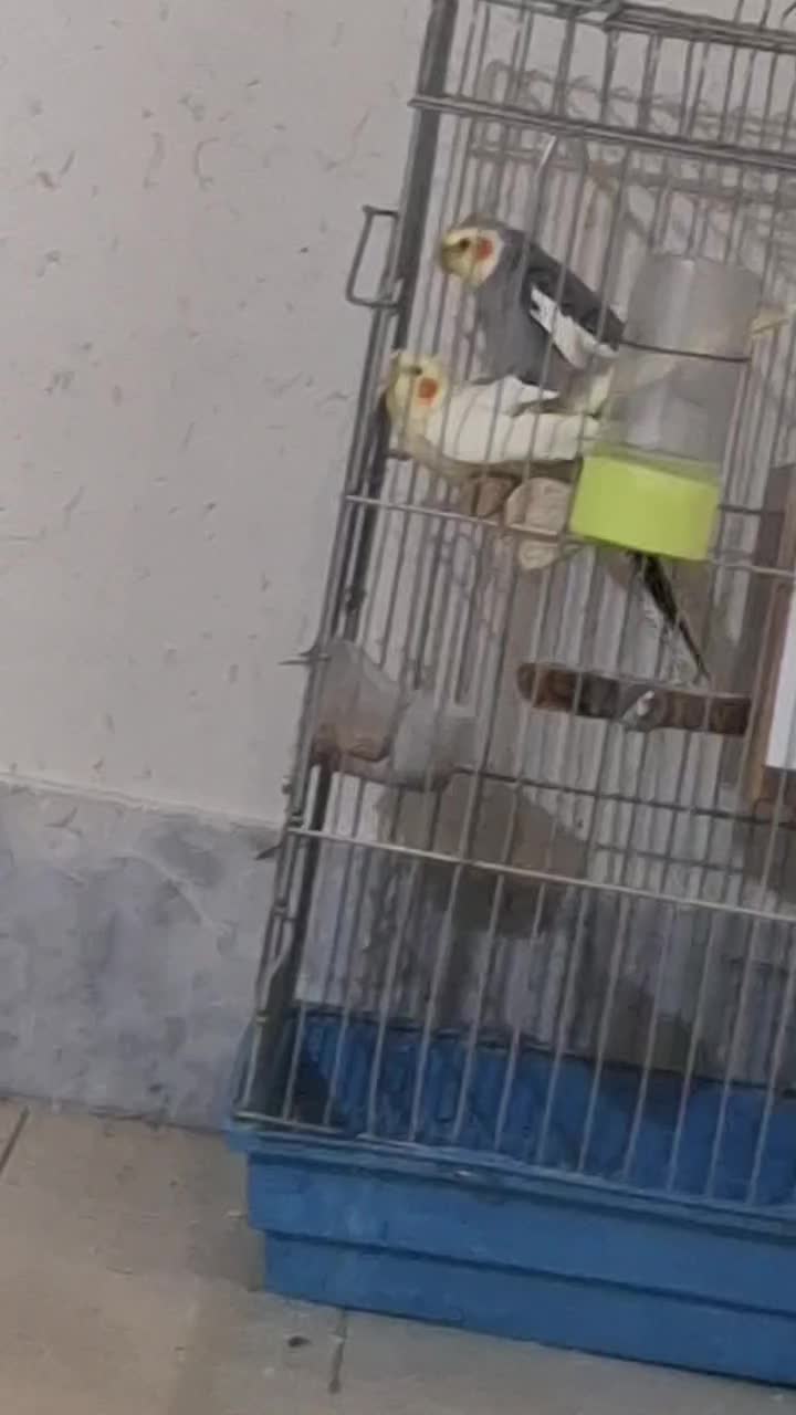 عروس هلندی یک جفت نروماده|پرنده|اصفهان, دستگرده|دیوار