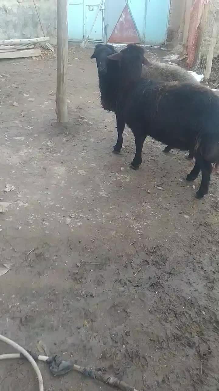 قوچ|حیوانات مزرعه|داران, |دیوار