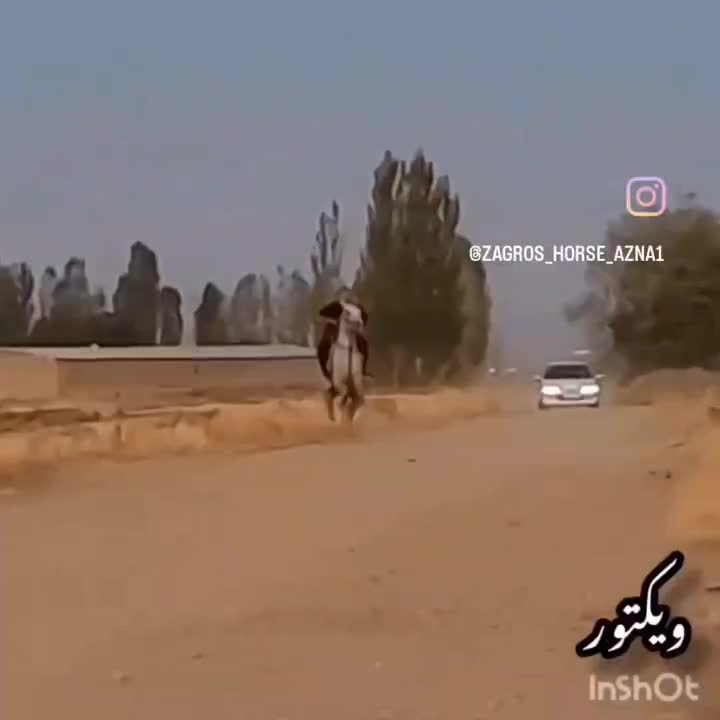 اسب|اسب و تجهیزات اسب‌سواری|ازنا, |دیوار