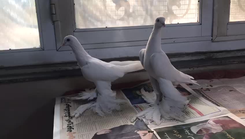 آغ پارپالی|پرنده|تبریز, |دیوار