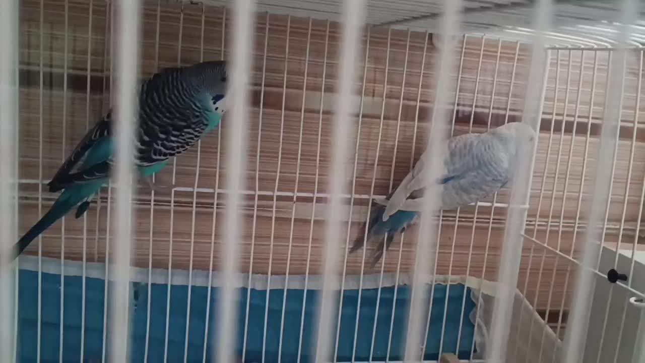 پرنده|پرنده|تربت جام, نظامی|دیوار