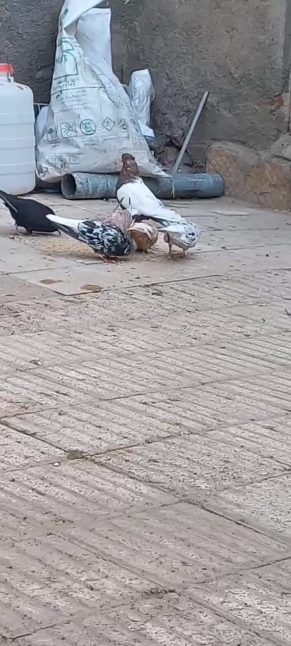 کبوتر|پرنده|سبزوار, فیاض|دیوار