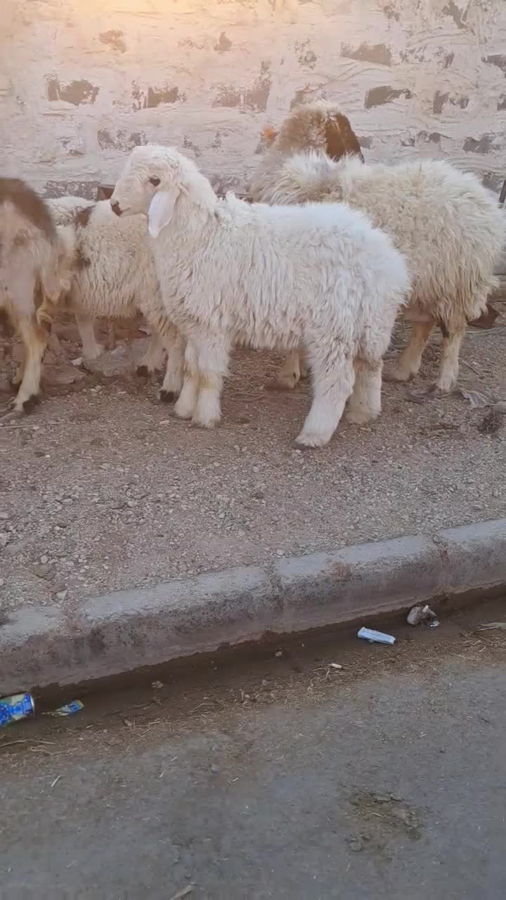 ۲راس میش جوان بره دار هر ۲راس بره نر|حیوانات مزرعه|مرودشت, تخت جمشید|دیوار