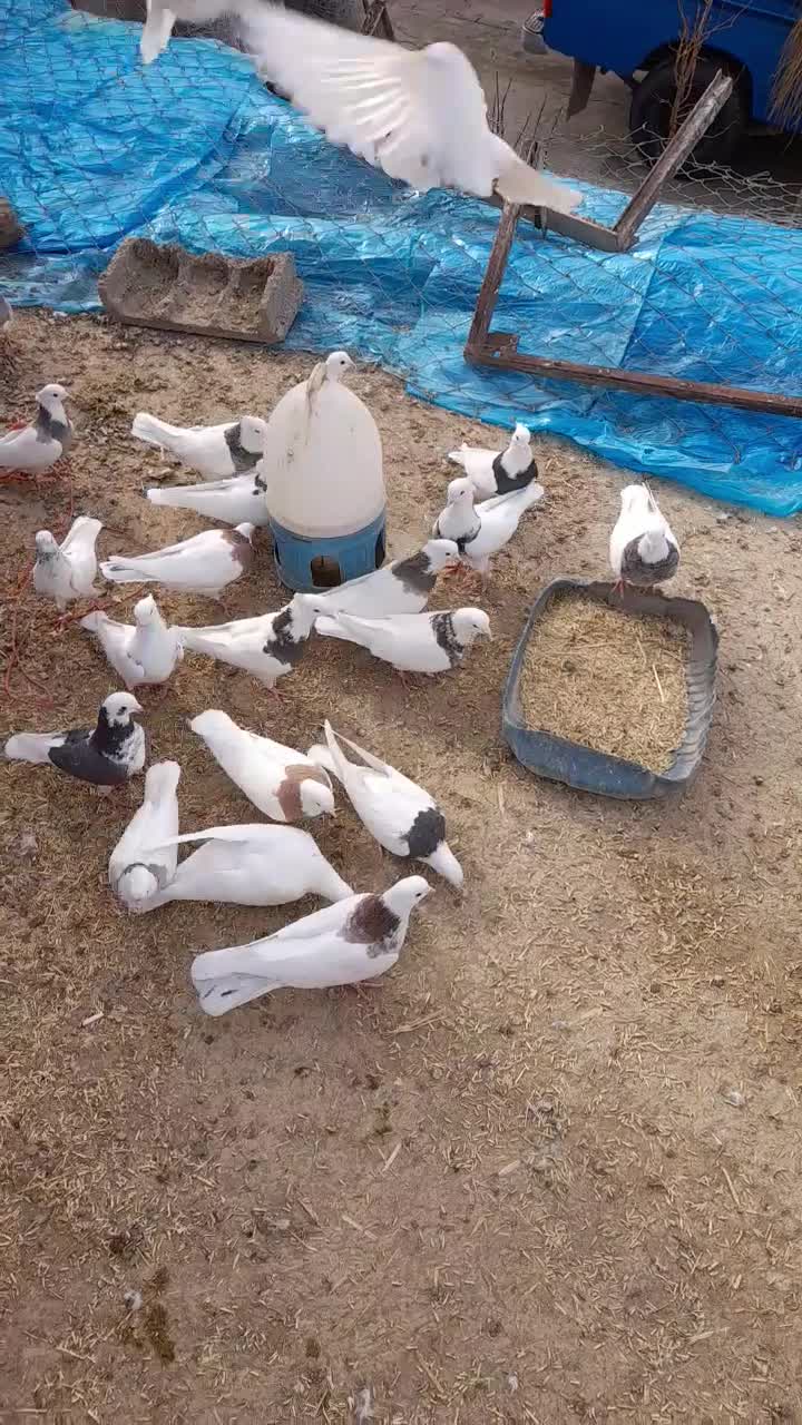 کفتر|پرنده|کبودرآهنگ, |دیوار