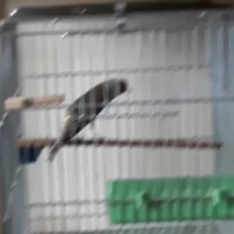 سهره قناری اوستا لربخون ۷ دهن پاک مهر مهر|پرنده|پرند, فاز ۶|دیوار