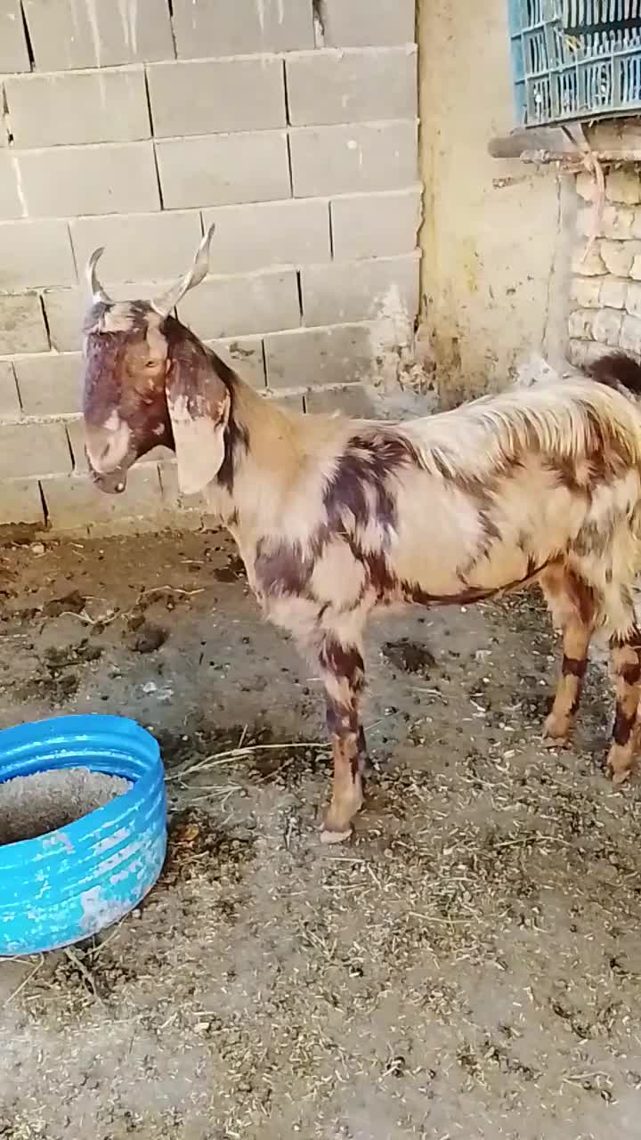 بزجنس پاکستانی|حیوانات مزرعه|سرخنکلاته, |دیوار