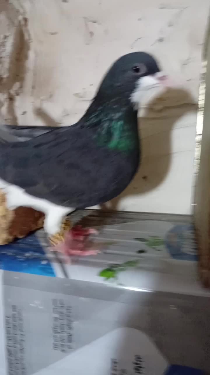 کبوتر|پرنده|مرودشت, پشت سایپا‎|دیوار