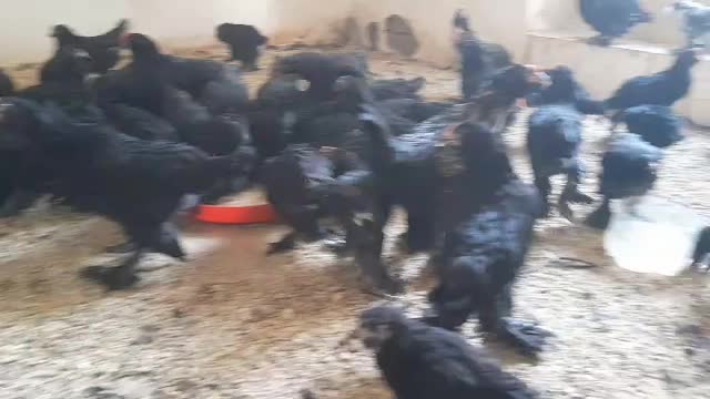مرغ خروس زینتی مرندی اصل|حیوانات مزرعه|شیراز, گلکوب|دیوار