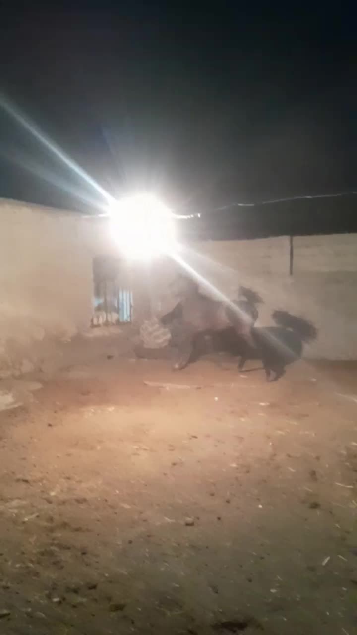 کره مادیان درجه یک|اسب و تجهیزات اسبسواری|بهبهان, |دیوار