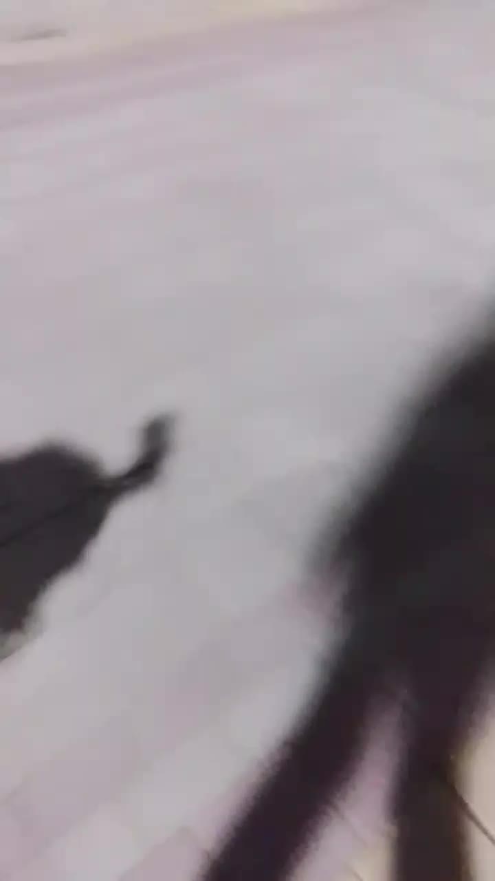 فروش سگ یکساله ماده بسیار آرام و حرف گوش کن|سگ|محمدیه-قزوین, |دیوار