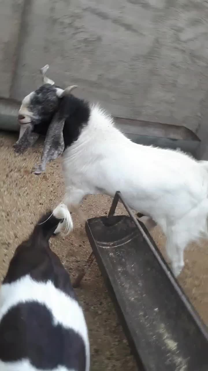 کل پاکستانی|حیوانات مزرعه|آران و بیدگل, |دیوار