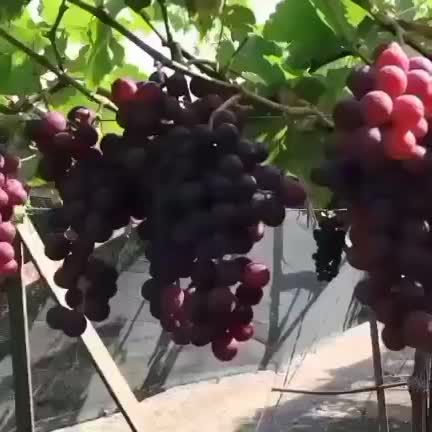 فروش نهال انگور گلدونی|خدمات باغبانی و درختکاری|ابهر, |دیوار