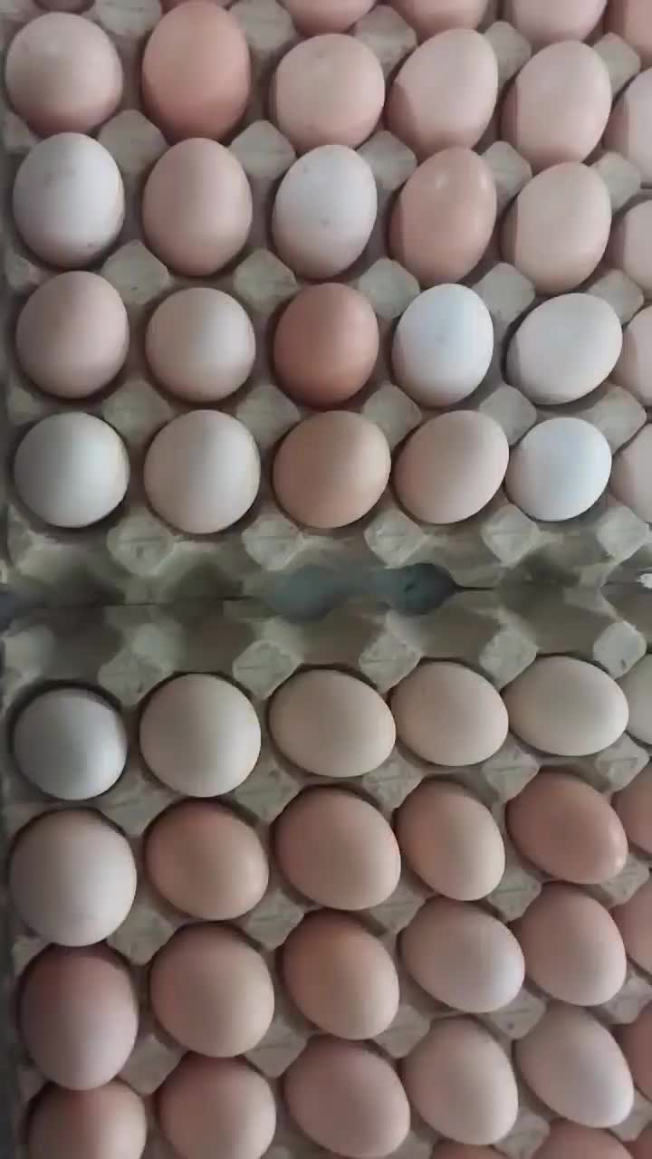 تخم مرغ محلی|خوردنی و آشامیدنی|تاکستان, |دیوار