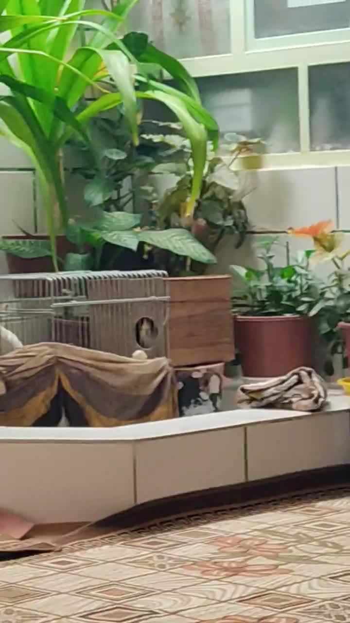 جفت عروس هلندی لوتینو|پرنده|باغ بهادران, |دیوار