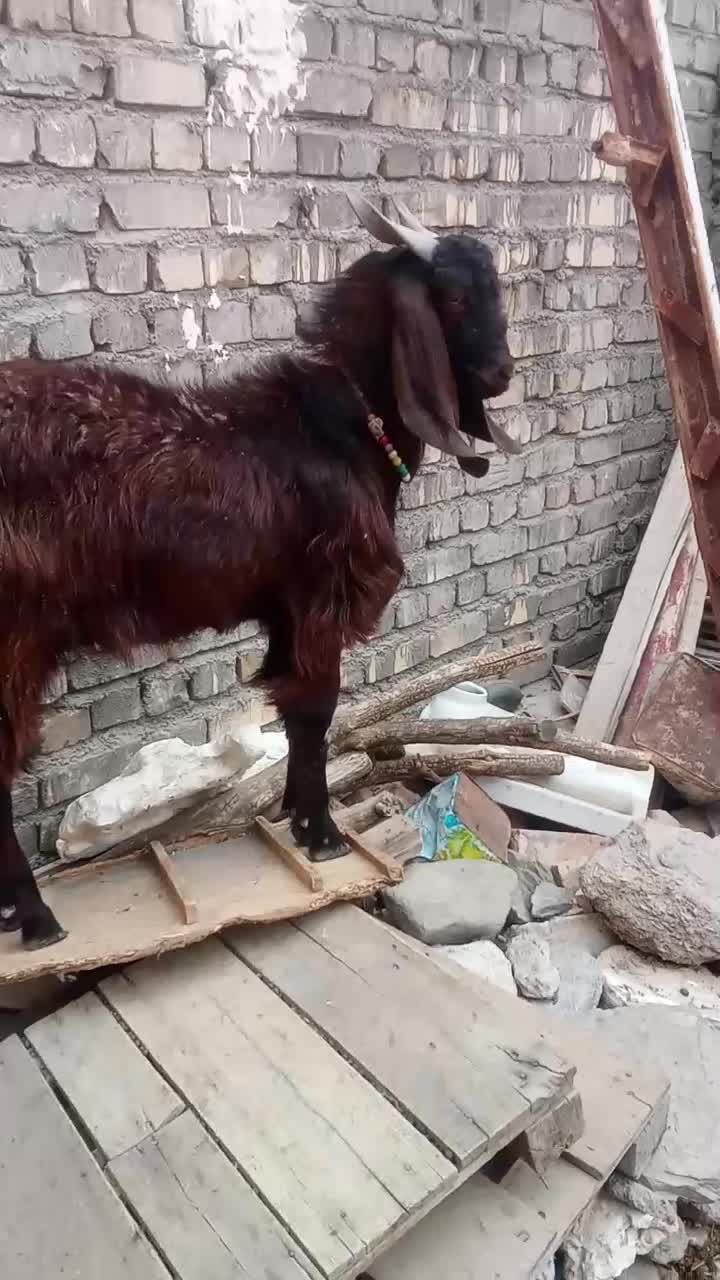 بز نر|حیوانات مزرعه|قم, بیست متری ولیعصر|دیوار