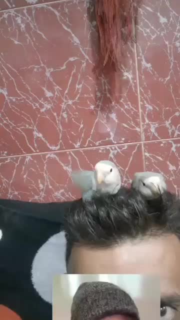 طوطی کوتوله برزیلی کوهچنار|پرنده|کوه چنار, |دیوار