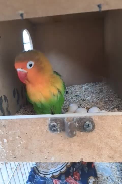 طوطی برزیلی|پرنده|ایذه, |دیوار